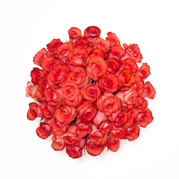 AMOROSSA - LEHAVÁ 48 - Elegant white round box filled with 48 vibrant pink and red roses for Regalar Flores and Delivery rapido de flores.