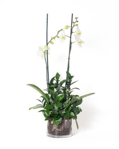 Regala Orquídea Single - AMOROSSA