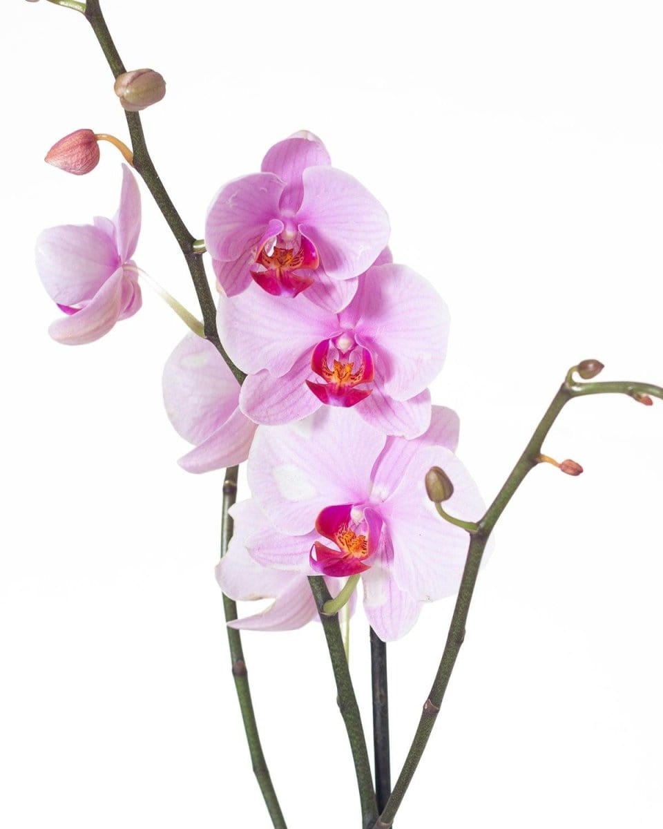 Regala Orquídea Single - AMOROSSA