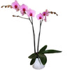 Regala Orquídea Single - AMOROSSA