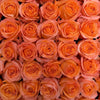 Regala Paquete 24 Rosas Grandes Importadas - AMOROSSA