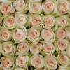 Regala Paquete 24 Rosas Grandes Importadas - AMOROSSA