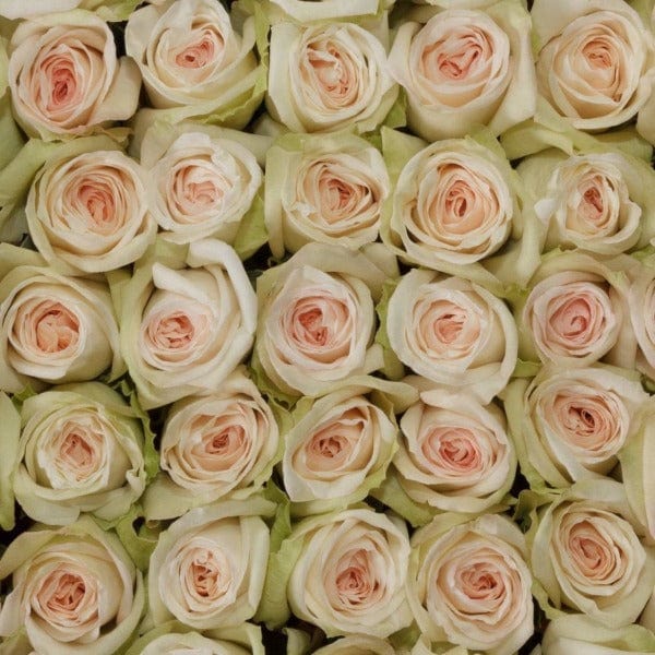 Regala Paquete 24 Rosas Grandes Importadas - AMOROSSA