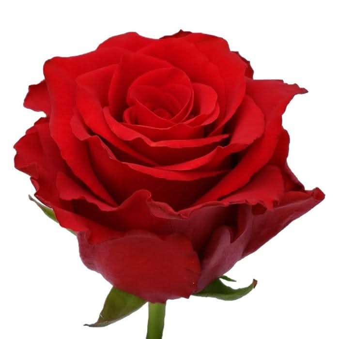 Paquete 24 Rosas Grandes Importadas