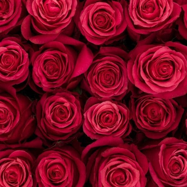 Regala Paquete 24 Rosas Grandes Importadas - AMOROSSA