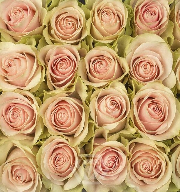 Regala Paquete 24 Rosas Grandes Importadas - AMOROSSA