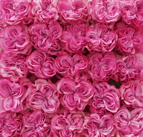 Regala Paquete 24 Rosas Grandes Importadas - AMOROSSA