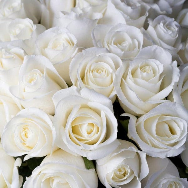 Regala Paquete 24 Rosas Grandes Importadas - AMOROSSA