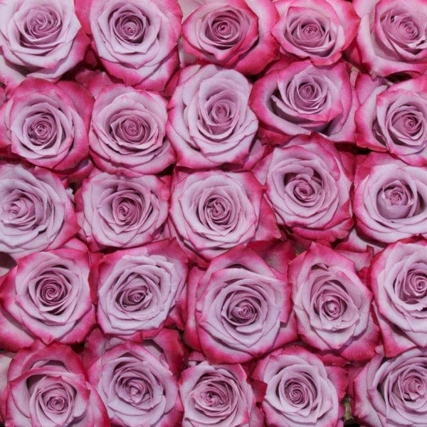 Regala Paquete 24 Rosas Grandes Importadas - AMOROSSA