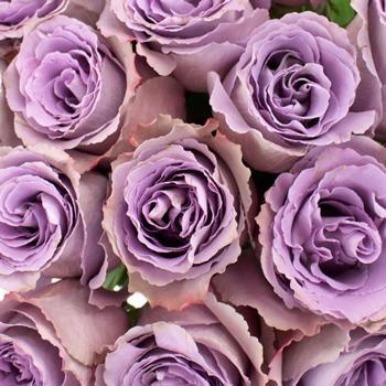 Regala Paquete 24 Rosas Grandes Importadas - AMOROSSA