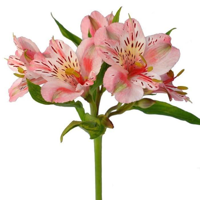 Paquete de Astromelia