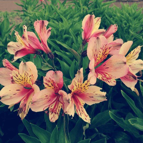 Regala Paquete de Astromelia - AMOROSSA