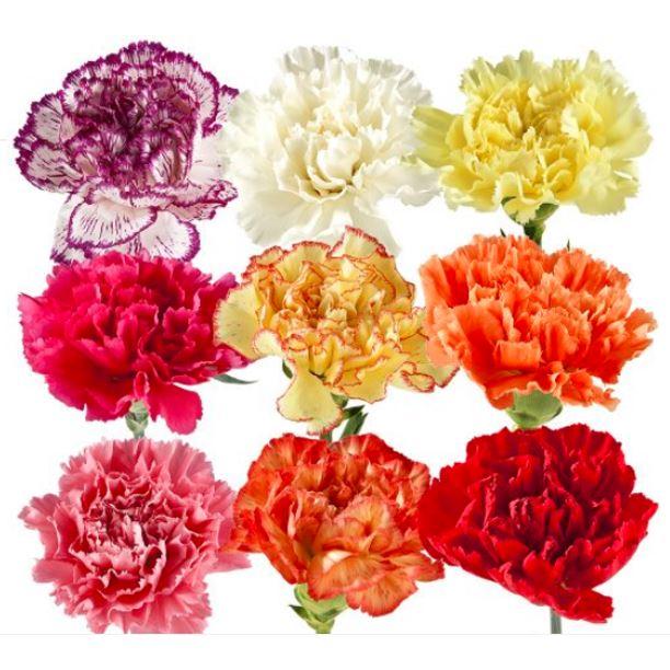 Regala Paquete de Claveles (Importado) - AMOROSSA