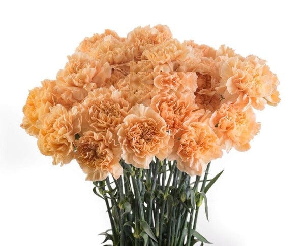 Regala Paquete de Claveles (Importado) - AMOROSSA