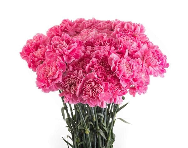 Regala Paquete de Claveles (Importado) - AMOROSSA