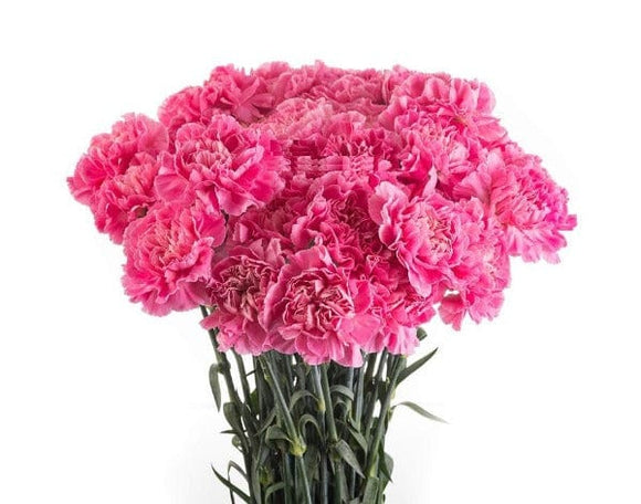 Regala Paquete de Claveles (Importado) - AMOROSSA