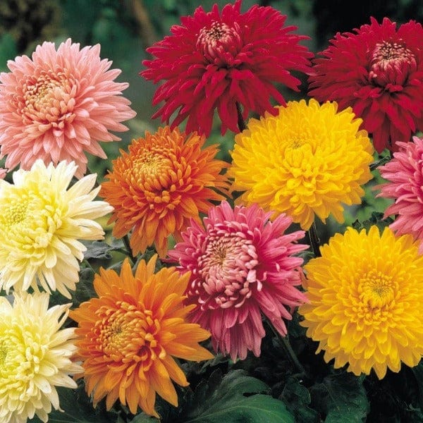 Regala Paquete de Crisantemos (Importado) - AMOROSSA