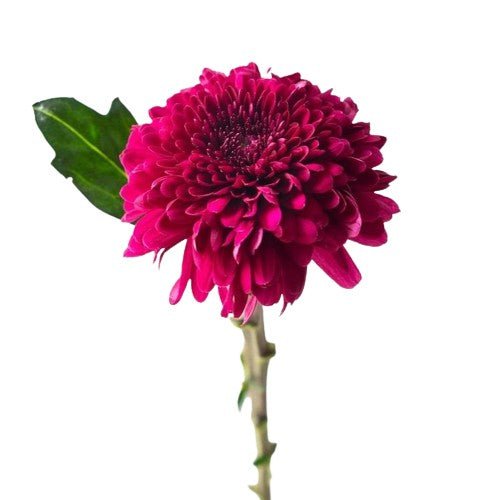 Regala Paquete de Crisantemos (Importado) - AMOROSSA