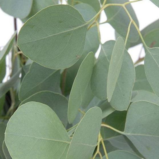 Regala Paquete de Eucalipto Dólar - AMOROSSA