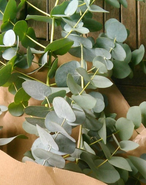 Regala Paquete de Eucalipto Dólar - AMOROSSA