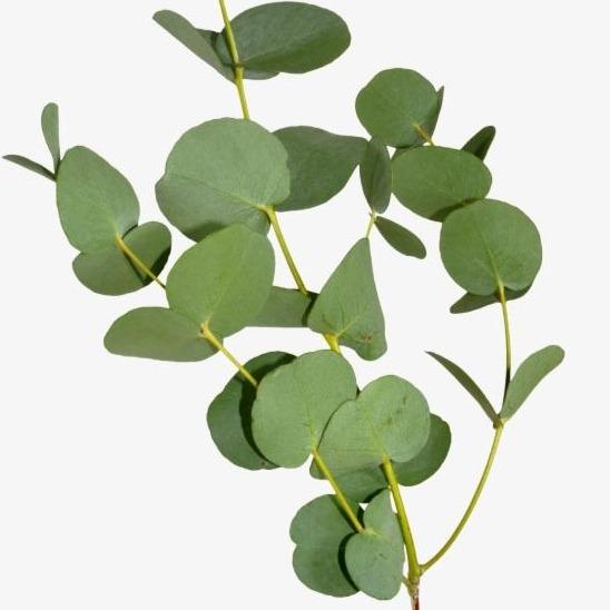 Regala Paquete de Eucalipto Dólar - AMOROSSA