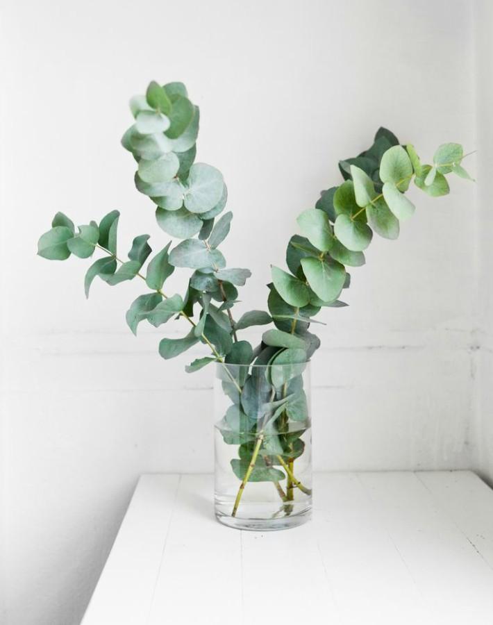 Regala Paquete de Eucalipto Mini - AMOROSSA