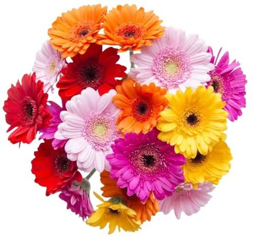 Paquete de Gerberas