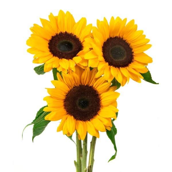 Paquete de Girasoles