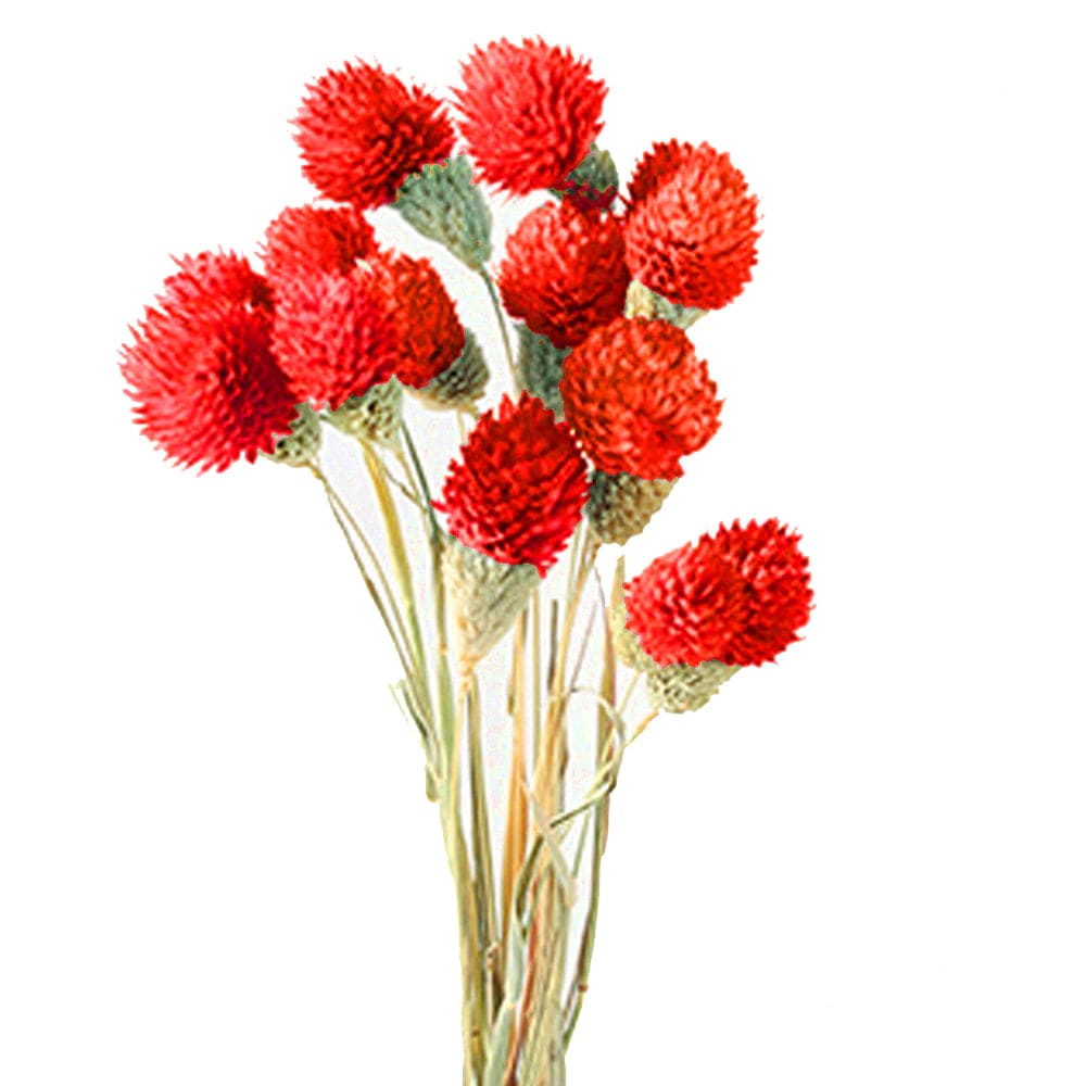 Regala Paquete de Gomphrenas - AMOROSSA