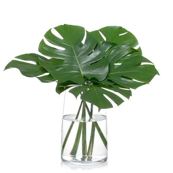 Regala Paquete de Hojas Monstera - AMOROSSA