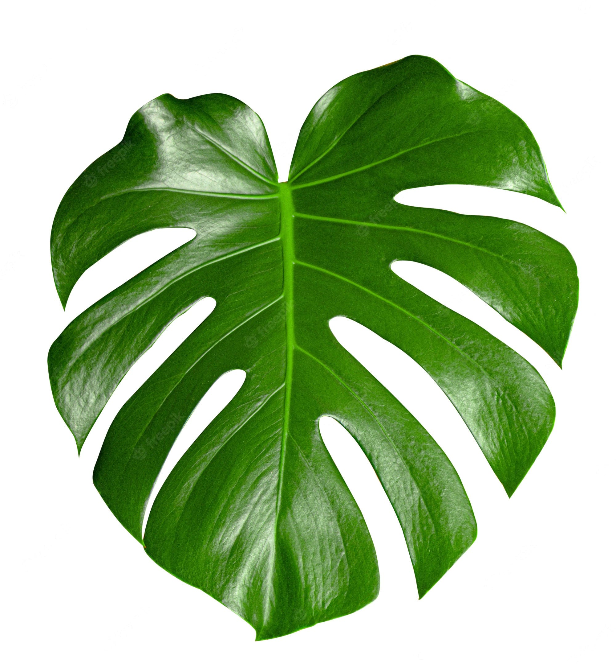 Regala Paquete de Hojas Monstera - AMOROSSA