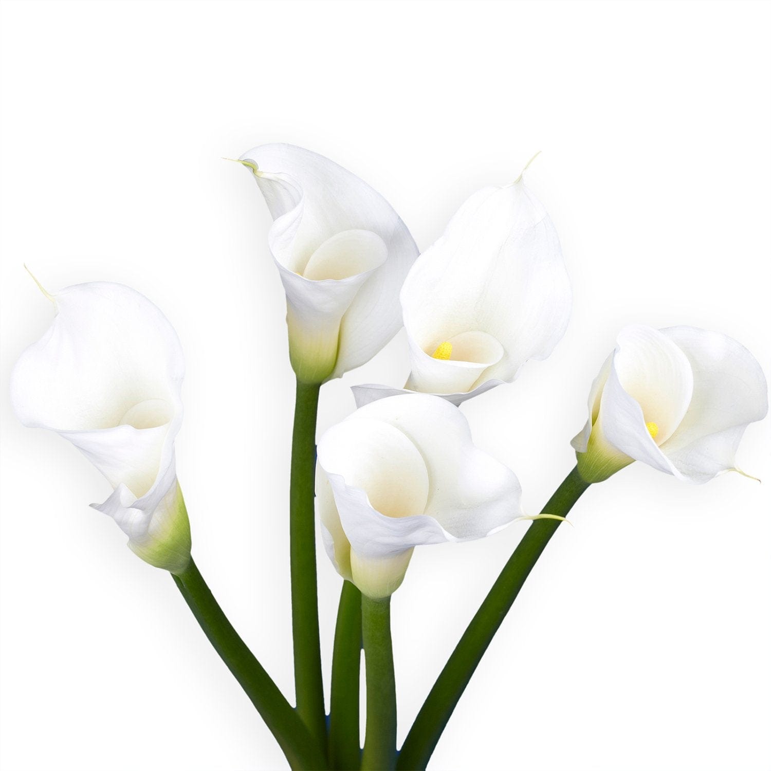 Regala Paquete de lirios Cala - AMOROSSA