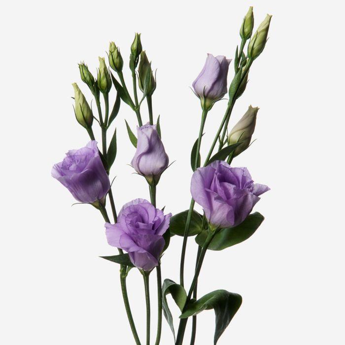 Regala Paquete de Lisianthus - AMOROSSA