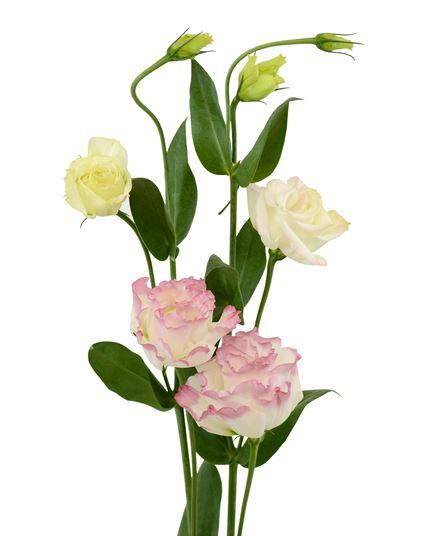 Regala Paquete de Lisianthus - AMOROSSA