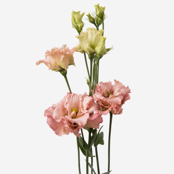 Regala Paquete de Lisianthus - AMOROSSA