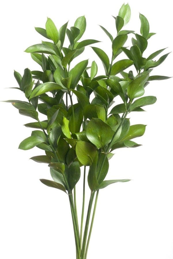 Regala Paquete de Ruscus - AMOROSSA