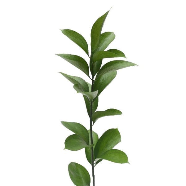 Regala Paquete de Ruscus - AMOROSSA