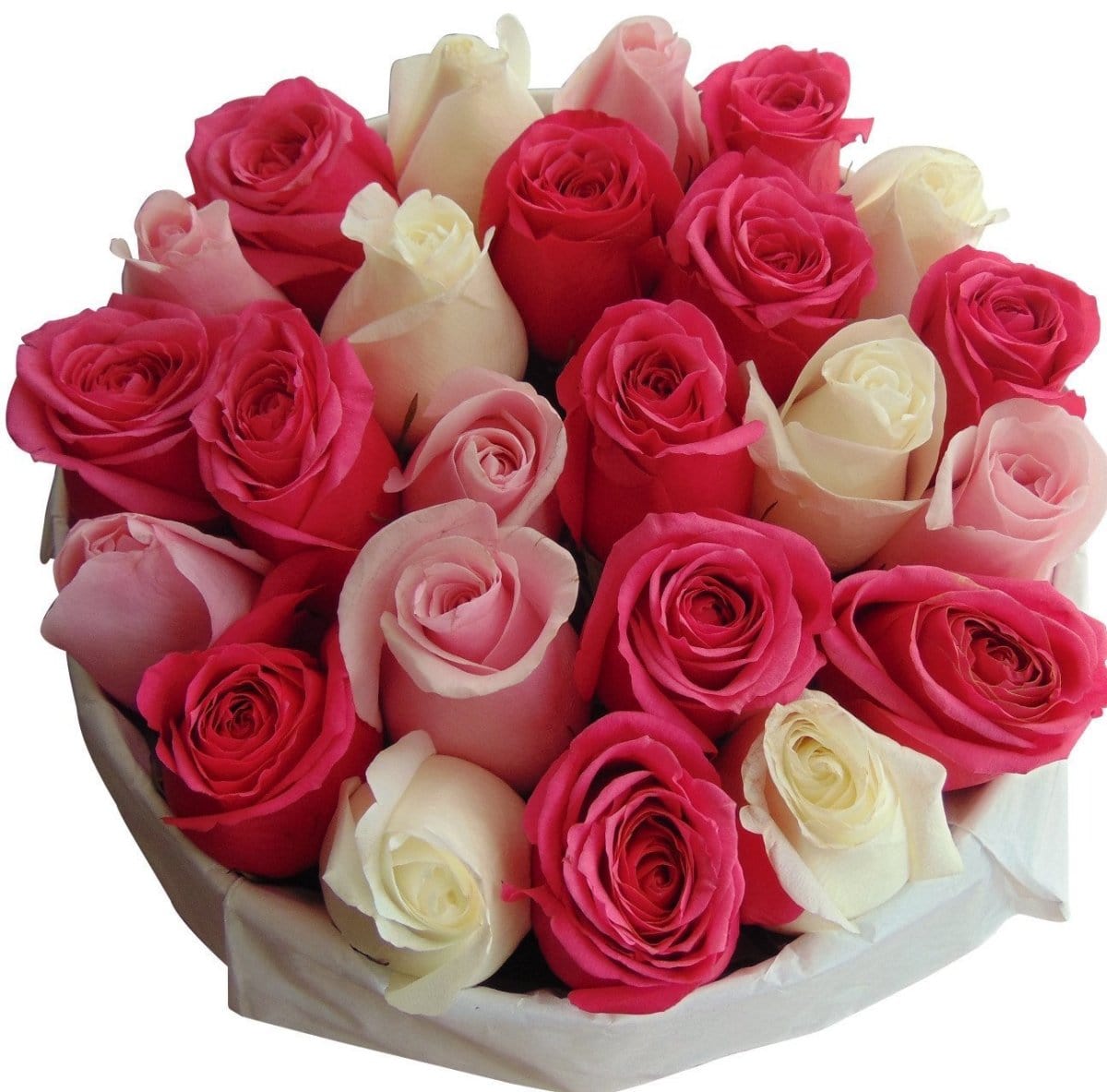 Regala PINKERBELLE 24 - AMOROSSA