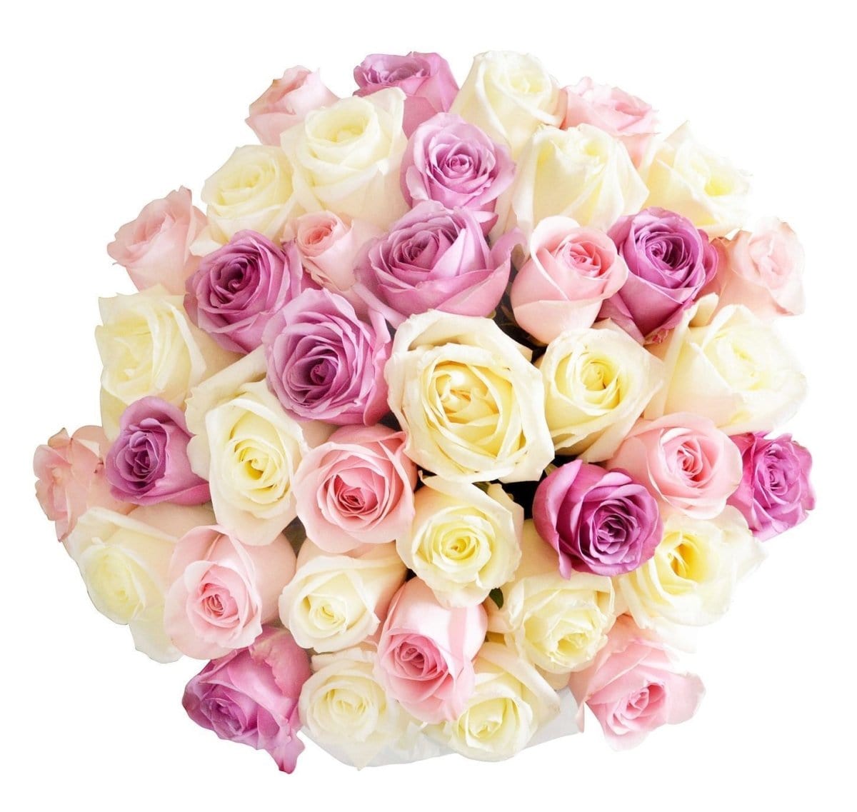 Regala PRIMAVERA 36 - AMOROSSA