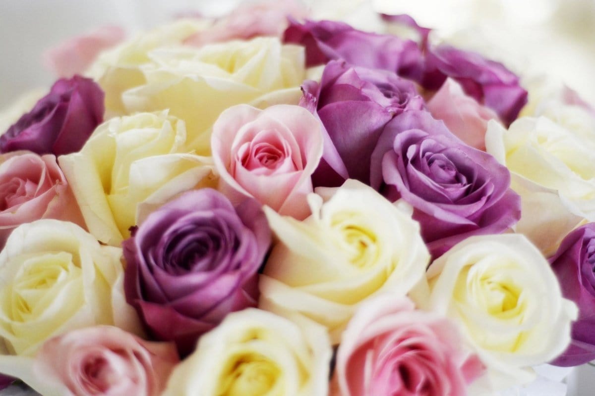 Regala PRIMAVERA 36 - AMOROSSA