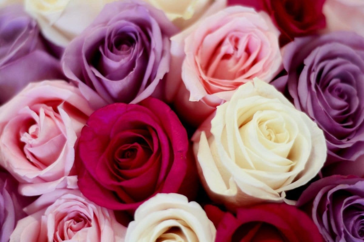 Regala PRIMAVERA 36 - AMOROSSA