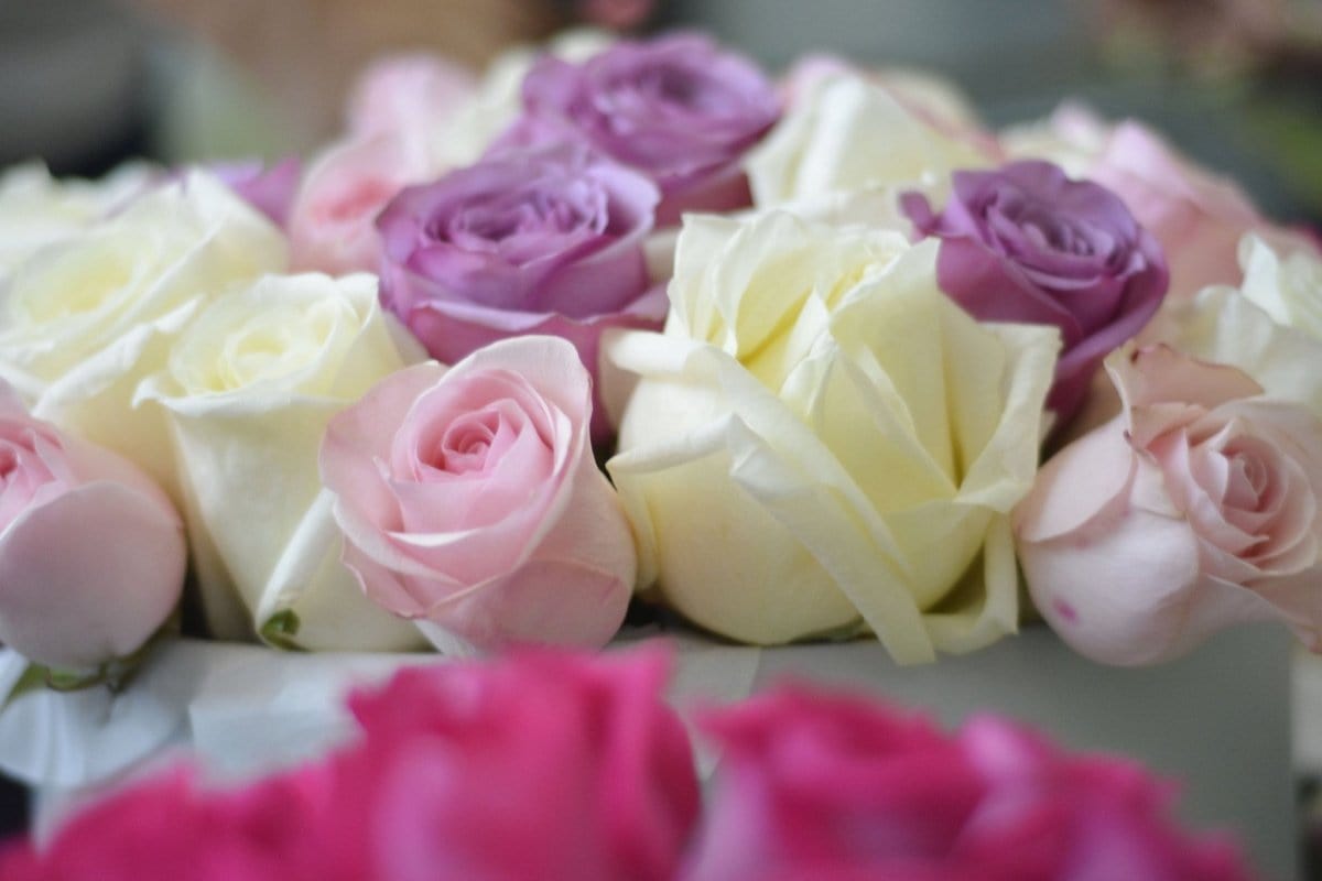 Regala PRIMAVERA 48 - AMOROSSA