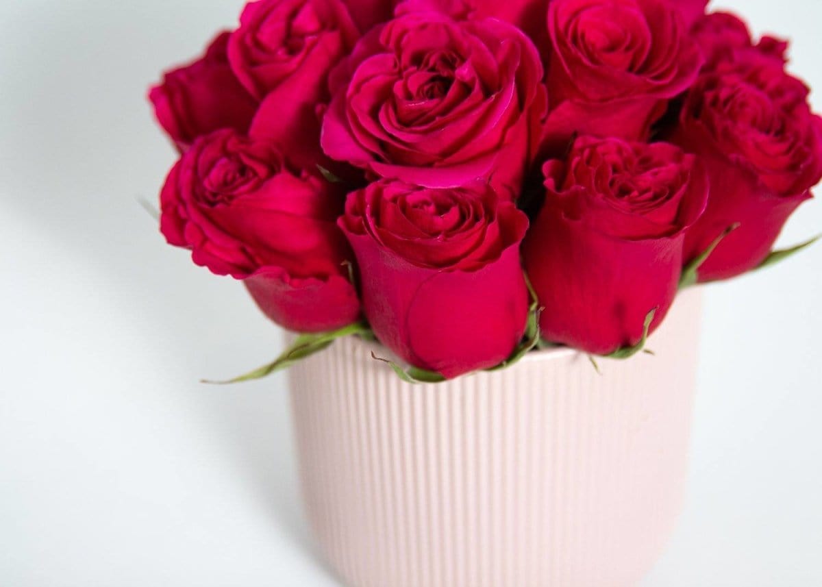 Regala Red Euphoria - AMOROSSA