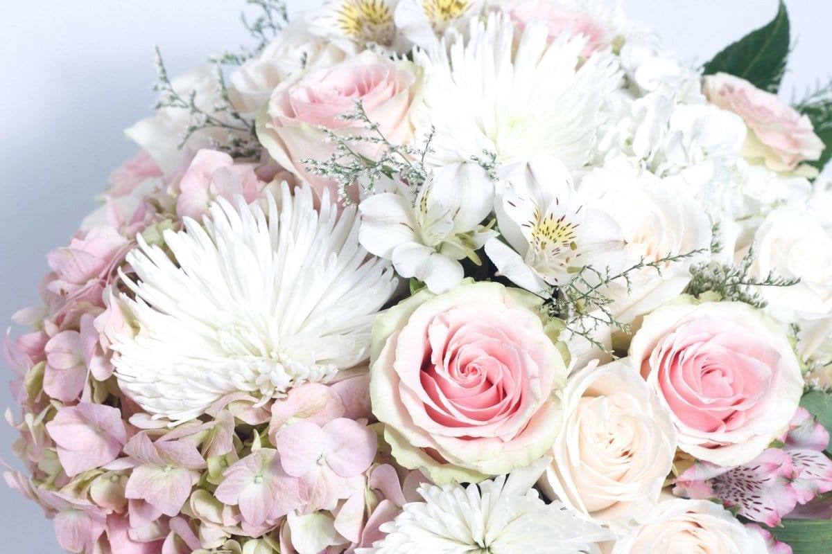 Regala Rosa Pastel - AMOROSSA