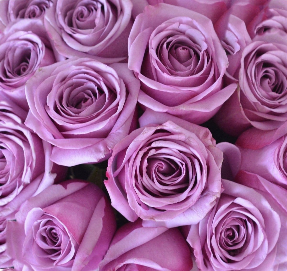 Regala SAGOL 24 - AMOROSSA