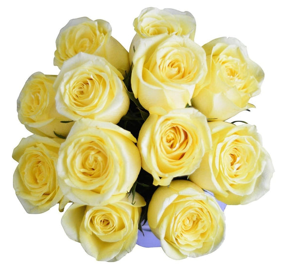 AMOROSSA - SAVION 12 - 12 vibrant yellow roses arranged in an elegant white round box with Amorossa logo, perfect to regalar flores and mandar.