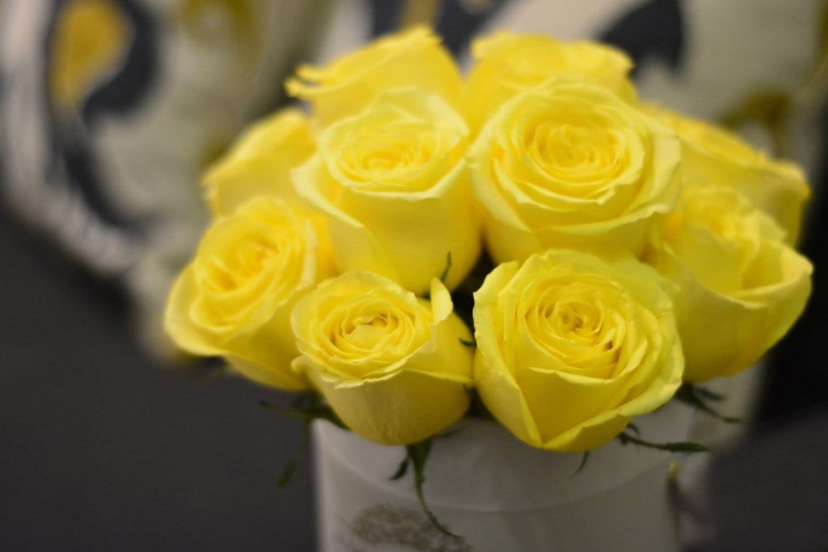 Regala SAVION 12 - AMOROSSA