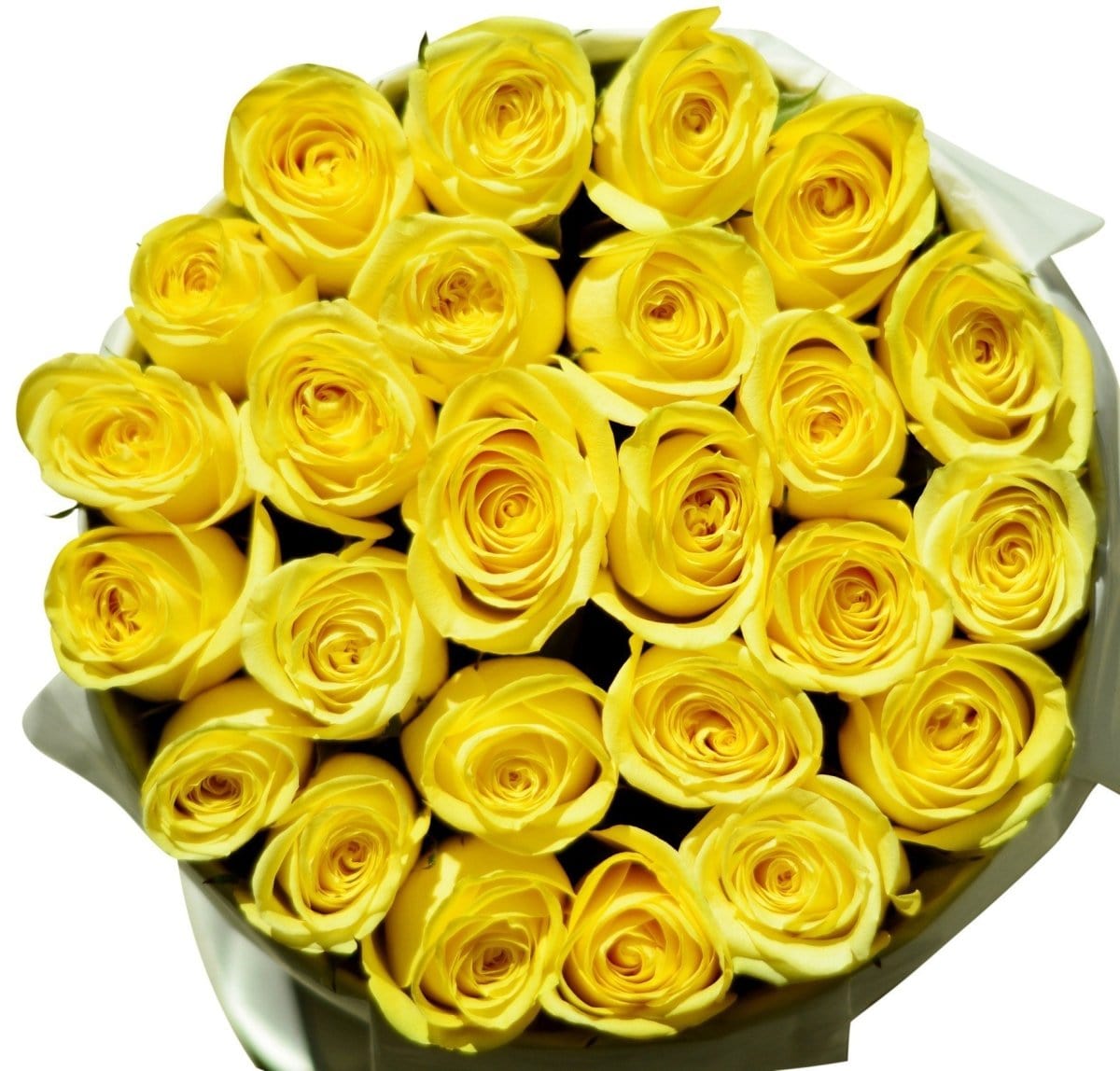 Regala SAVION 24 - AMOROSSA