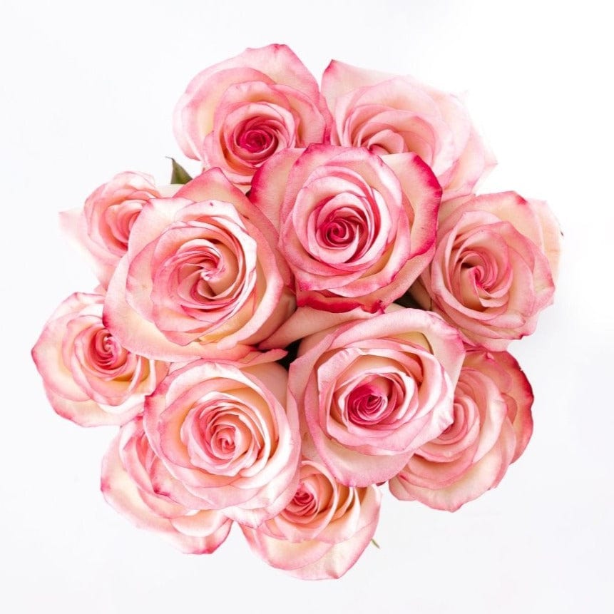 Regala Varod 12 Pink Box - AMOROSSA