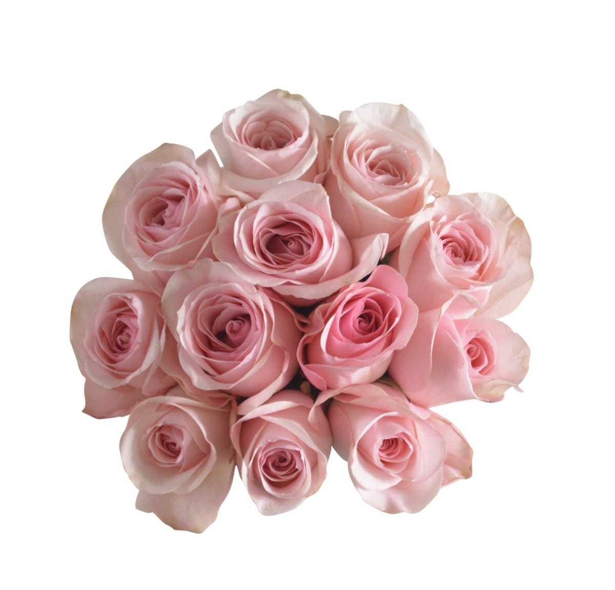 Regala VAROD NOVIA 12 - AMOROSSA